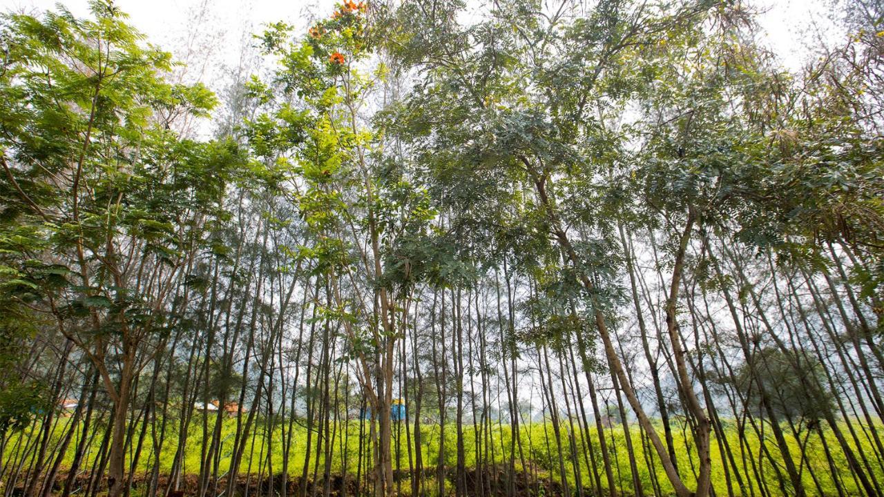 Aara Jungle Resort Coimbatore Eksteriør billede